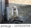 あくびをする野良猫 107029709