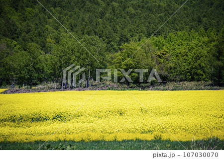 春の菜の花畑 107030070