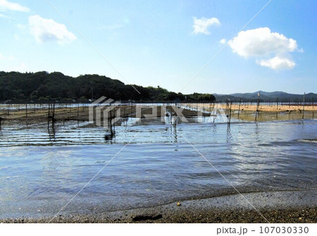 南伊勢の五カ所湾のノリの養殖 南伊勢の五カ所湾のノリの養殖 107030330