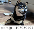 黒柴犬 107030495