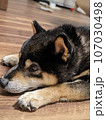 黒柴犬 107030498