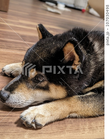黒柴犬 107030498