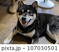黒柴犬 107030501
