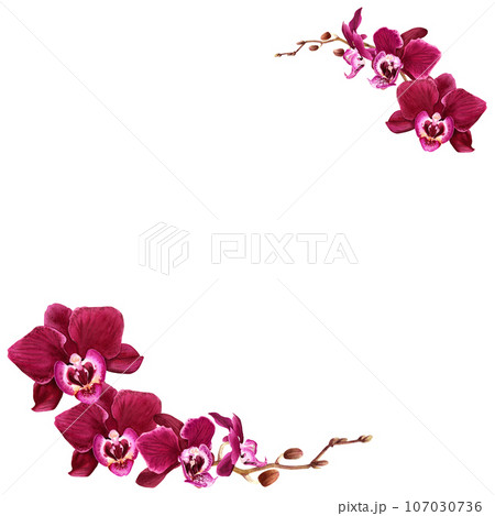 Frame with orchid flower Phalaenopsis branches. Watercolor illustration isolated on white for cards, invitation, 107030736