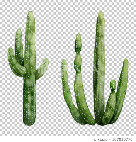 Giant Saguaro Carnegiea cactus watercolor illustration set isolated on white background. Desert Mexican western American plants from Arizona 107030776