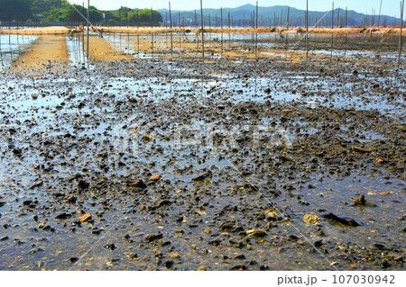 干潮で引いた海岸線と養殖場 干潮で引いた海岸線と養殖場 107030942