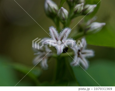キョウチクトウ科ガガイモの白い花 キョウチクトウ科ガガイモの白い花 107031369