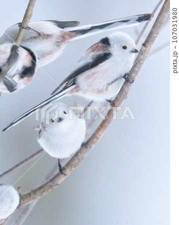 シマエナガ 107031980