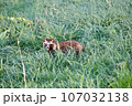 タヌキ 107032138