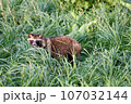 タヌキ 107032144