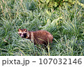 タヌキ 107032146