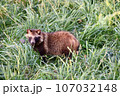 タヌキ 107032148