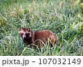 タヌキ 107032149