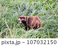 タヌキ 107032150