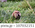 タヌキ 107032151