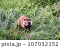 タヌキ 107032152