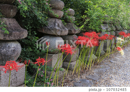 世界遺産元興寺 境内に咲く満開の彼岸花 世界遺産元興寺 境内に咲く満開の彼岸花 107032485