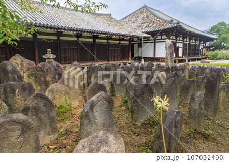 世界遺産元興寺 境内に咲く満開の彼岸花 世界遺産元興寺 境内に咲く満開の彼岸花 107032490