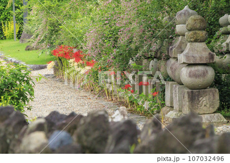 世界遺産元興寺　境内に咲く満開の彼岸花 107032496