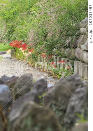 世界遺産元興寺　境内に咲く満開の彼岸花 107032497