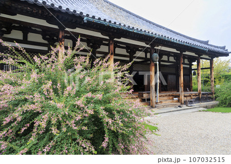 世界遺産元興寺 境内に咲く満開の彼岸花 世界遺産元興寺 境内に咲く満開の彼岸花 107032515