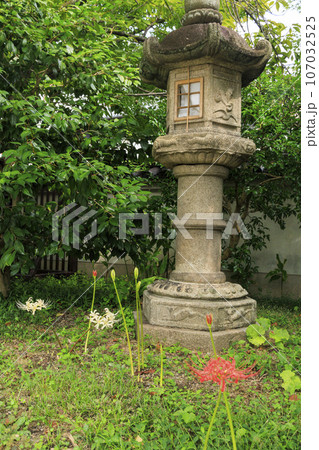 世界遺産元興寺 境内に咲く満開の彼岸花 世界遺産元興寺 境内に咲く満開の彼岸花 107032525