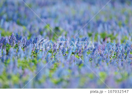 エゾエンゴサク 107032547