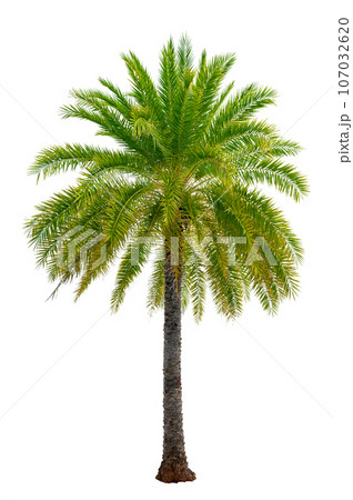 Big palm trees used in garden decoration on white background. Isolated Big palm trees used in garden decoration on white background. Isolated 107032620