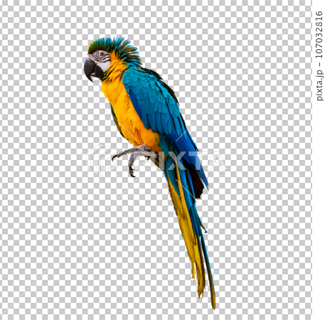 macaw parrot parakeet perching on isolate on transparent background PNG file macaw parrot parakeet perching on isolate on transparent background PNG file 107032816