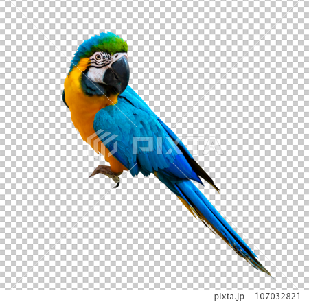 macaw parrot parakeet perching on isolate on transparent background PNG file macaw parrot parakeet perching on isolate on transparent background PNG file 107032821