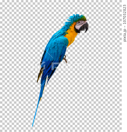 macaw parrot parakeet perching on isolate on transparent background PNG file macaw parrot parakeet perching on isolate on transparent background PNG file 107032823