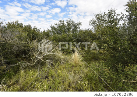 Calden forest landscape, La Pampa province, Patagonia, Argentina. 107032896