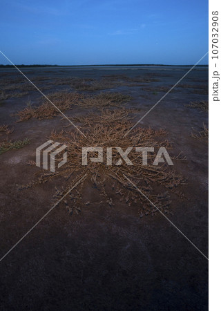 Saline vegetation in a semi desert environment, La Pampa province, Patagonia, Argentina. 107032908