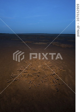 Saline vegetation in a semi desert environment, La Pampa province, Patagonia, Argentina. 107032909