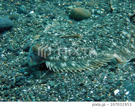 青海島船越ビーチのメイタガレイ 青海島船越ビーチのメイタガレイ 107032953