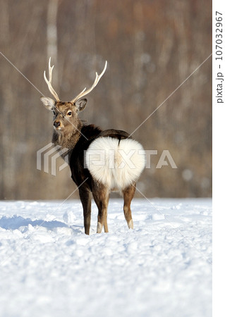 エゾシカ 107032967