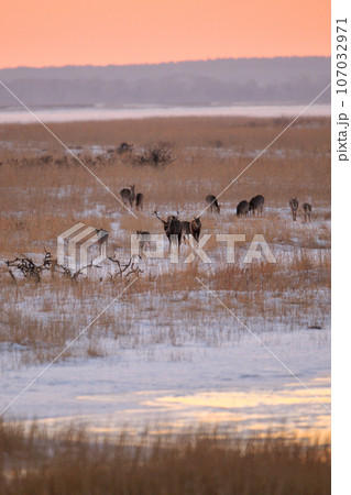 エゾシカ 107032971