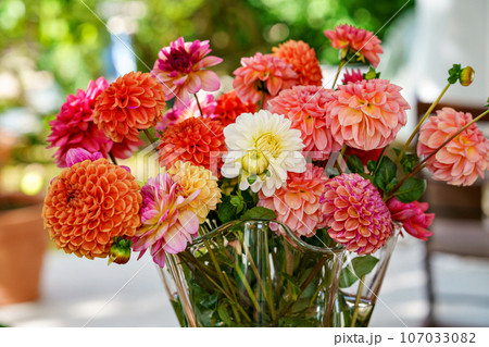 Different pink, orange and white Dahlia flowers in a vase with fall garden on background. Colorful dahlia garden flowers, wallpaper backdrop. Blossoming dalias bloom 107033082