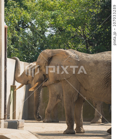動物園で飼育されているゾウ 動物園で飼育されているゾウ 107033289