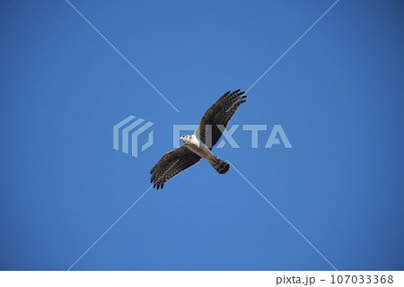 Long winged Harrier in flight, La Pampa province, Patagonia , Argentina 107033368