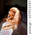 dog, cocker spaniel, animal, animal life, nature, cute 107033397