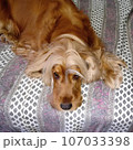 dog, cocker spaniel, animal, animal life, nature, cute 107033398