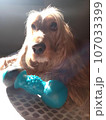 dog, cocker spaniel, animal, animal life, nature, cute 107033399