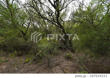 Calden forest landscape, Geoffraea decorticans plants, La Pampa province, Patagonia, Argentina. 107034251