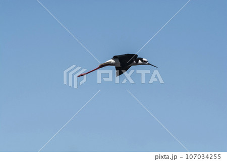Southern Stilt, Himantopus melanurus in flight, La Pampa Province, Patagonia, Argentina 107034255
