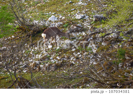 【滋賀】伊吹山、山頂からの景色もとても綺麗です。 107034381