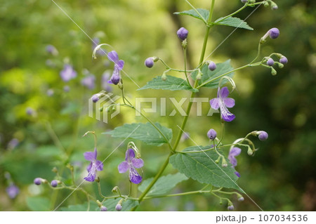 カリガネソウ 107034536