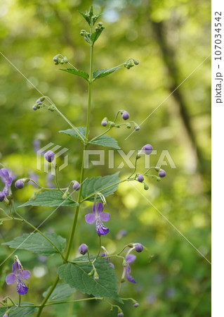 カリガネソウ カリガネソウ 107034542