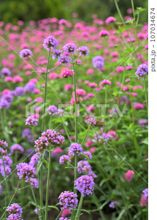 薄紫色の花を咲かせたゴンフレナ 薄紫色の花を咲かせたゴンフレナ 107034674
