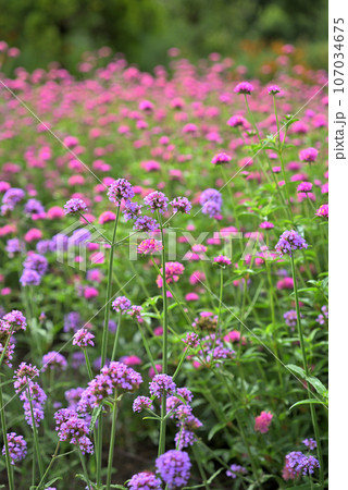 薄紫色の花を咲かせたゴンフレナ 薄紫色の花を咲かせたゴンフレナ 107034675